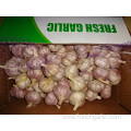 Size 5.0cm Fresh Normal White Garlic